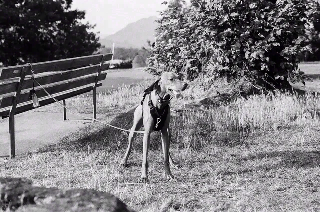 Black and white photograph of a dog on a lead standing on grass beside a wooden bench and leafy trees.