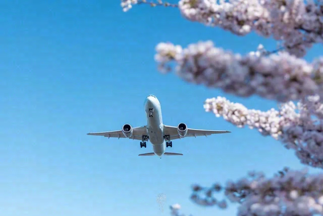 A white passenger aircraft crosses blue sky framed by pink flowering branches.