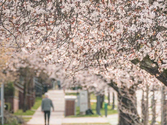 Pale blossoms arch over a walkway, with a softly focused person walking beneath them.