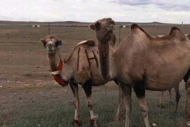 Two camels stand close to the camera in an open brown landscape.
