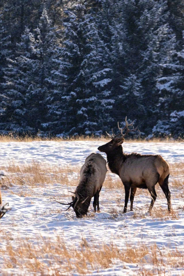 Several tan animals stand and graze in a snow-dusted field against dark evergreen trees.