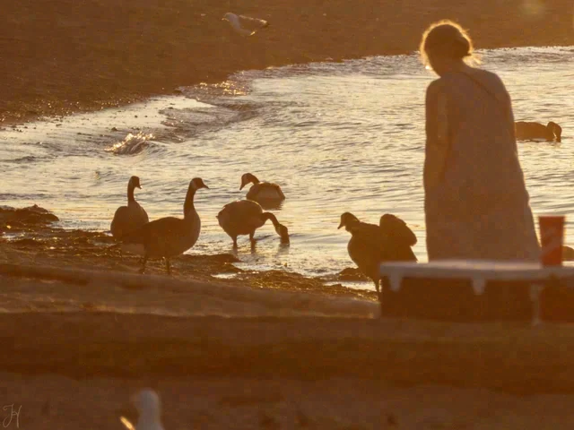 A person stands near several water birds along a shoreline illuminated by warm low sunlight.